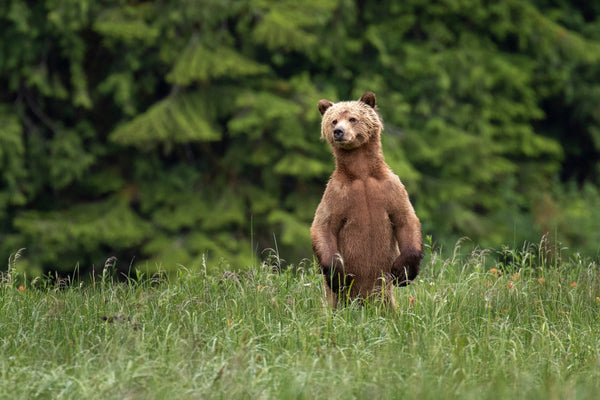 Bc Government Transfers Wildlife Act To Ministry Of Water, Land, And R 