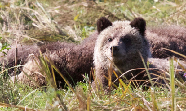 Charlie Russell: on grizzly bears and coexistence