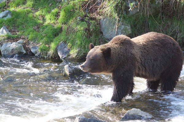 RELEASE: BC Hunters Support Ban On Grizzly Bear Hunt