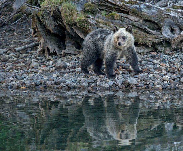 RELEASE: Grizzlies sleep easier as Province announces total ban on hunting