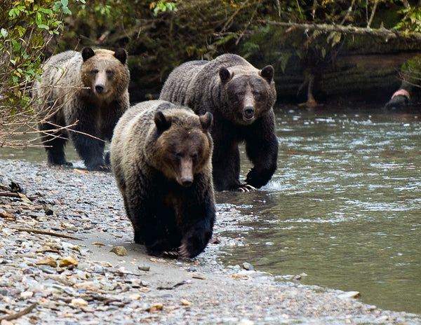 RELEASE: Fundraising Dinner Planned As BC's Grizzly Hunting Season Starts