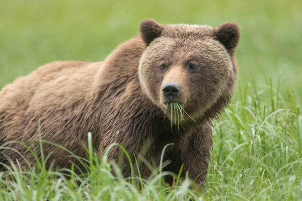 RELEASE: Urgent concerns raised as BC Government falls short in public engagement for grizzly bear stewardship