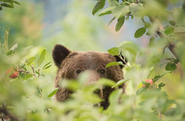 Protect Bears In the News: A New Approach for Conservation Officers to Better Protec ...