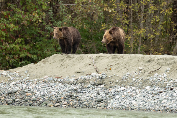 From the field: Project Rewild returns from Bella Coola