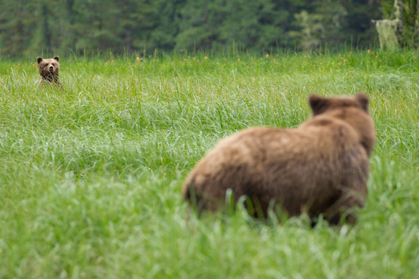 Letter to BC government on their Grizzly Bear Stewardship Framework public engagement process