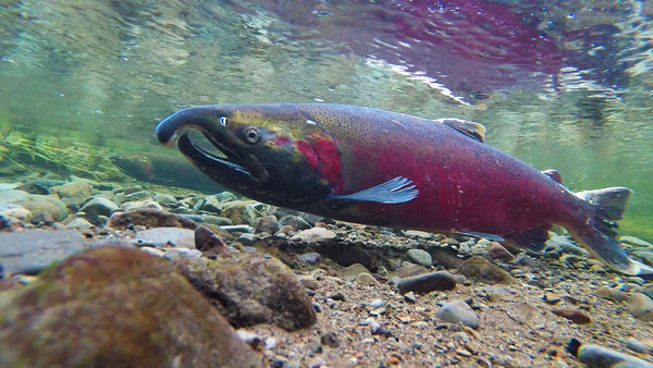 The Wild Salmon Policy - why salmon and wildlife can’t wait any longer
