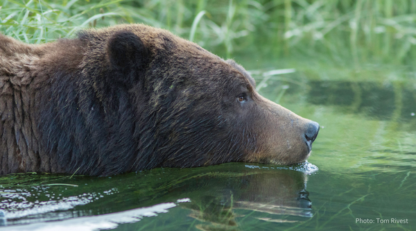 Five Years Free: Celebrating the grizzly bear’s fifth year free from hunting in British Columbia