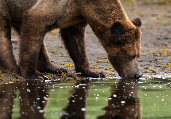 Walking Together: Reflections on Indigenous-Led Conservation, Nationhood, and Hope