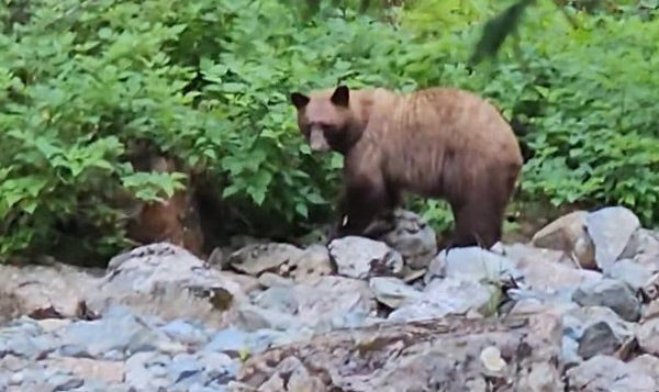 Grizzly or black bear? The Lions Bay bear debate