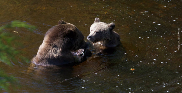 Left off the SARA list for too long, grizzly bears need your help to gain federal protection