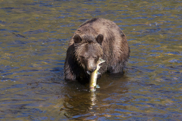 RELEASE: GBF's Response to BC Provincial Government's Proposed Grizzly Bear Hunt Policy Regulations