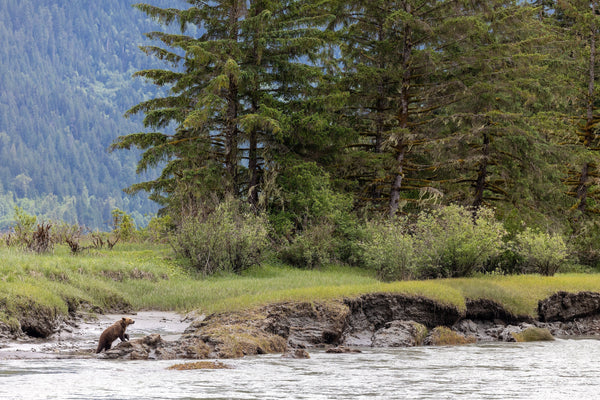 Grizzly Bear Foundation Recognizes Landmark Research on Orphaned Grizzly Cub Rewilding