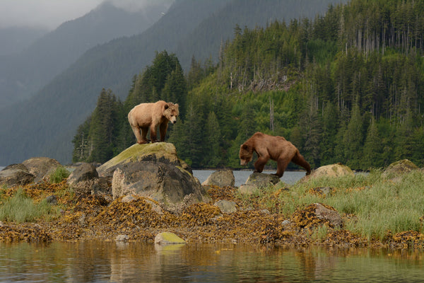 An Interview with Bear Viewing Guide Eddy Savage
