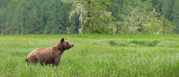 A Guide to the Grizzly Bear Stewardship Framework Public Feedback Process