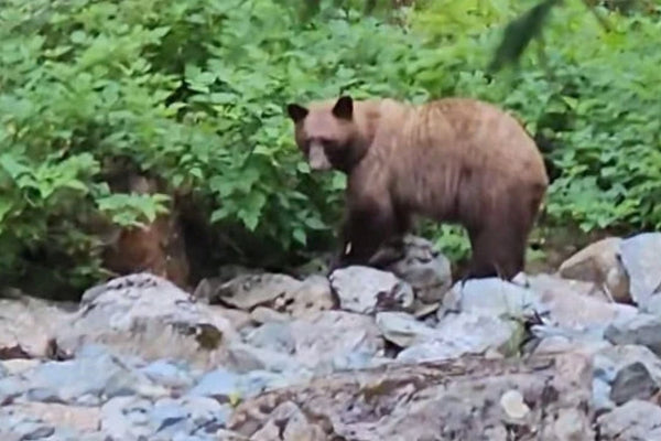 Grizzly or black bear? The Lions Bay bear debate