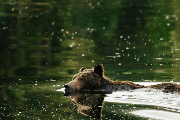 Tex the Grizzly Shot Dead. How Could This Have Been Prevented? Grizzly Bear Foundation Calls for a New Approach.