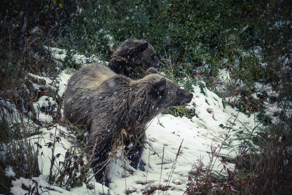 Surviving the winter: what we can learn from hibernating bears