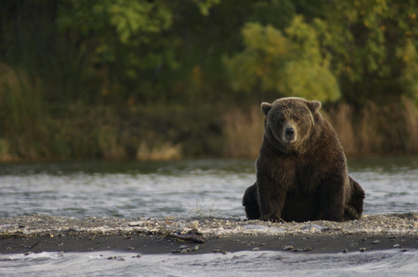 The Elaho grizzly: fight or flight?