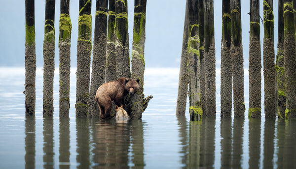 Today is Earth Day — a message from Laura Grizzlypaws