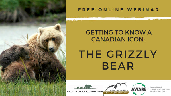Getting To Know A Canadian Icon: The Grizzly Bear