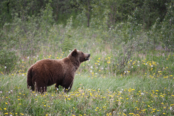 Support for North Cascades grizzly population recovery