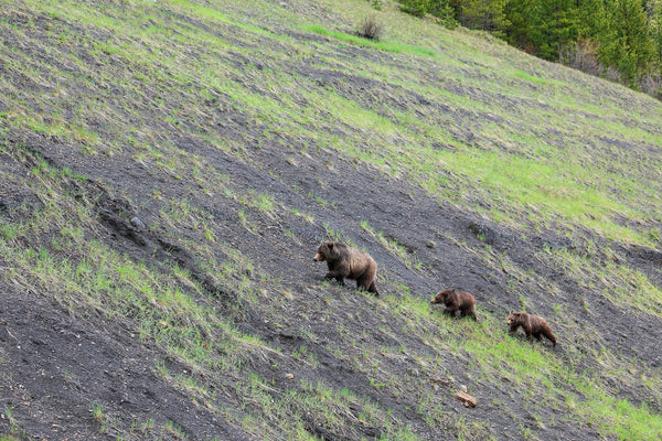 The Nelson Grizzly Bear Family: Our Concern and Commitment