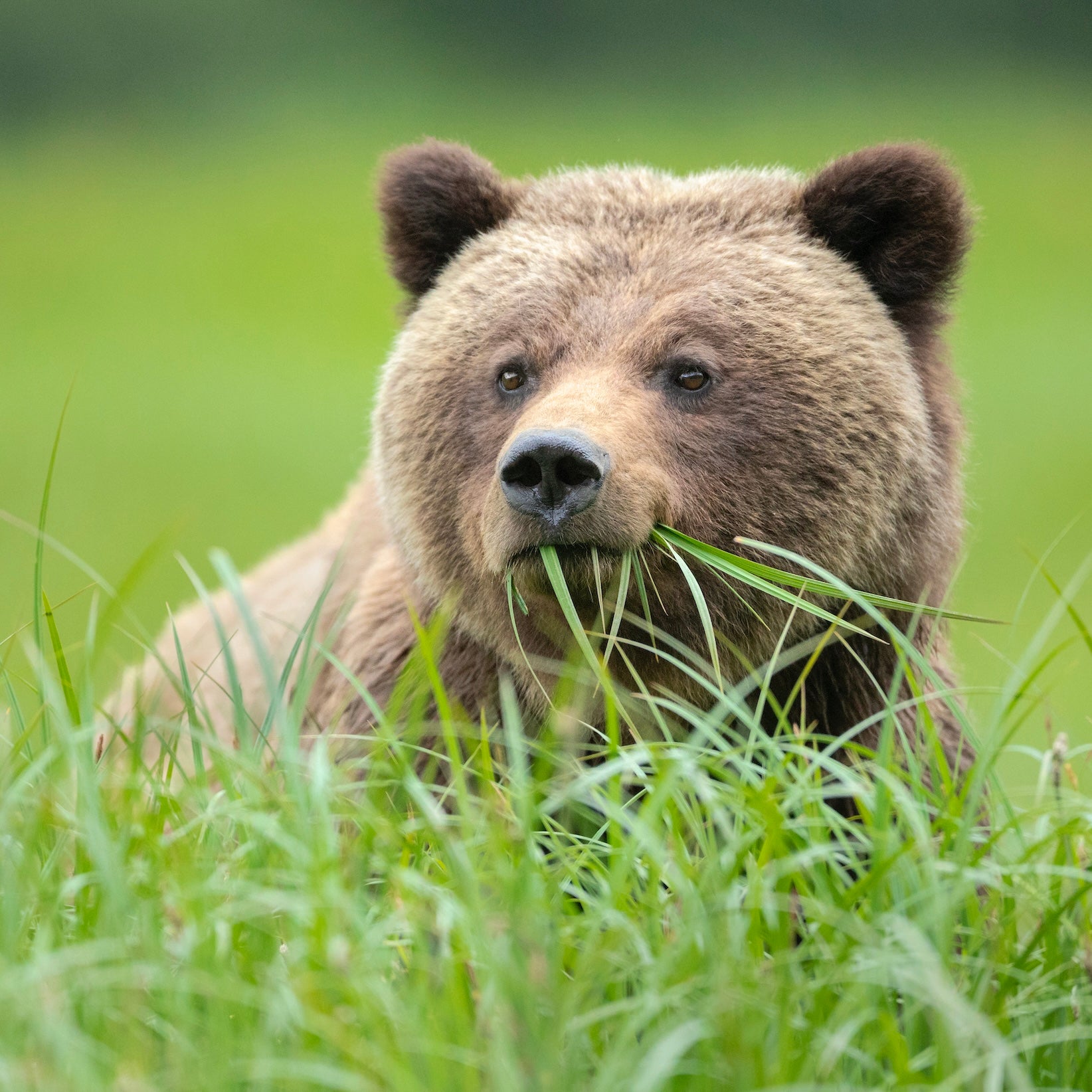 grizzly bear sitting