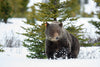 grizzlybearfoundation.com