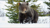 Grizzly Bear Foundation logo